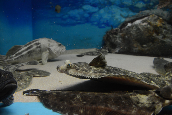 2015年5月に閉館予定!マリンピア松島水族館写真&動画_e0171573_2012427.jpg