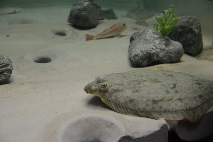 2015年5月に閉館予定!マリンピア松島水族館写真&動画_e0171573_20124626.jpg