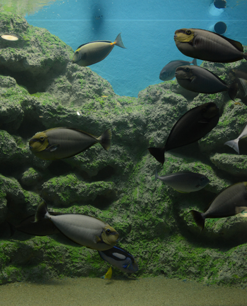 2015年5月に閉館予定!マリンピア松島水族館写真&動画_e0171573_20125190.jpg