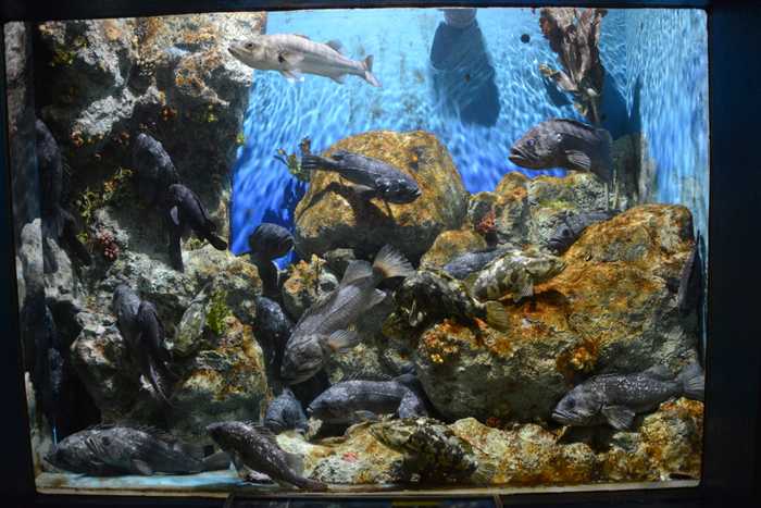 2015年5月に閉館予定!マリンピア松島水族館写真&動画_e0171573_201294.jpg