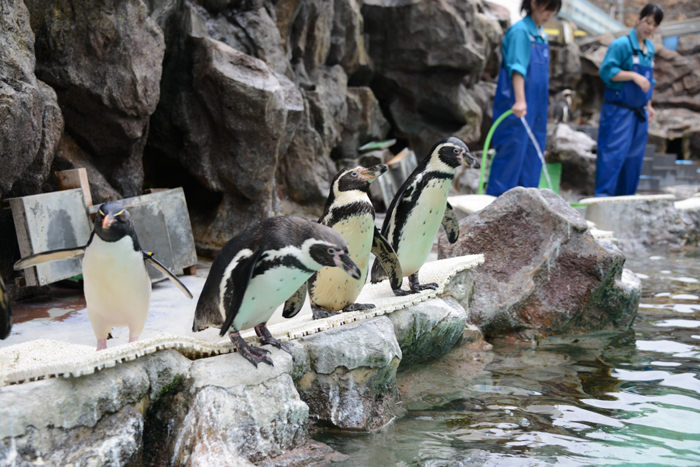 2015年5月に閉館予定!マリンピア松島水族館写真&動画_e0171573_20131328.jpg