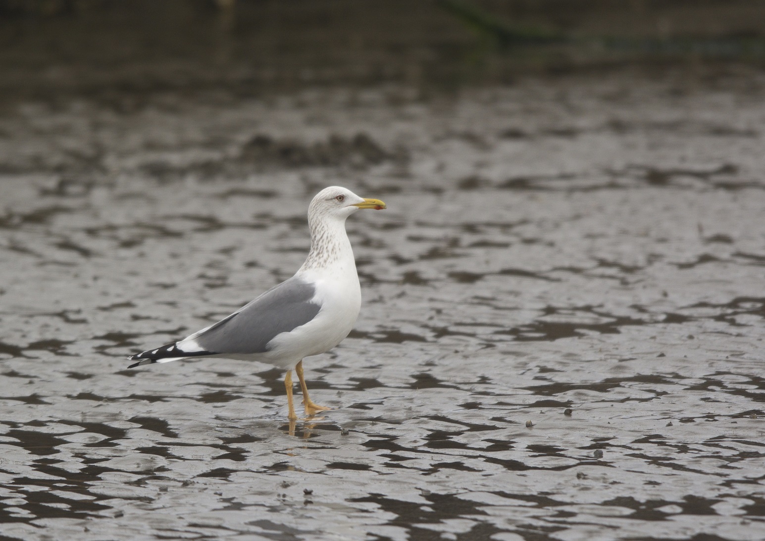 ニシセグロカモメに訂正しました 野鳥たちとの思い出