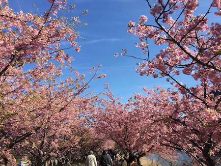 寿司食べ放題と河津桜＠はとバス日帰りツアー　No.4　圧巻のかじやの桜♪_e0194987_150166.jpg