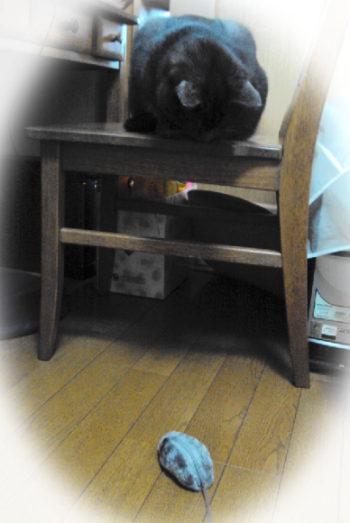 a0333195_11535127.png
