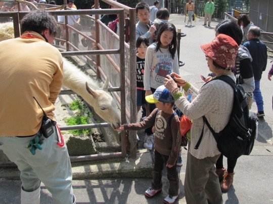ラマ「かすみ」　６歳のお誕生日記念イベント_c0290504_07053792.jpg