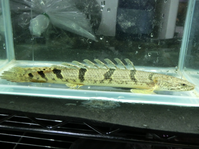 2015年熱帯魚入荷情報!Vol.09 TOKYO遠征 in ひな祭り_b0141806_1432159.jpg