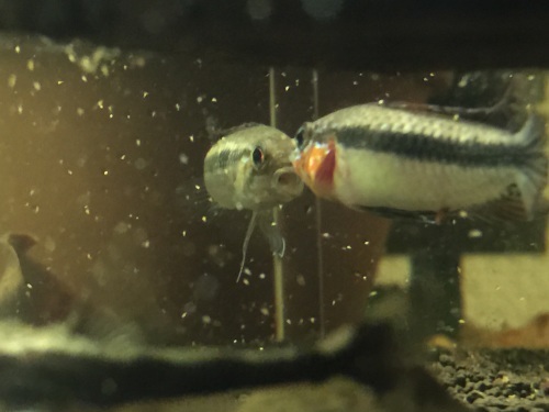 Apistogramma .sp \"Miua\"_a0330312_18281813.jpg