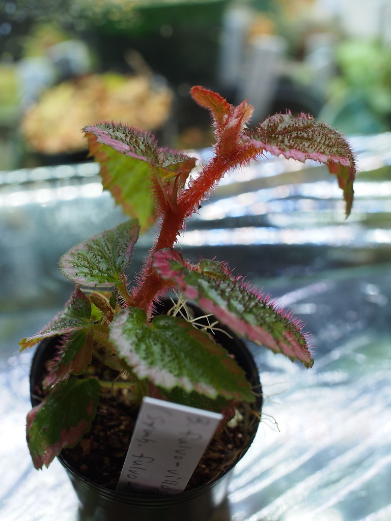 Fulvo Villosa Begonia ( Begonia fulvovillosa ) for Sale | My