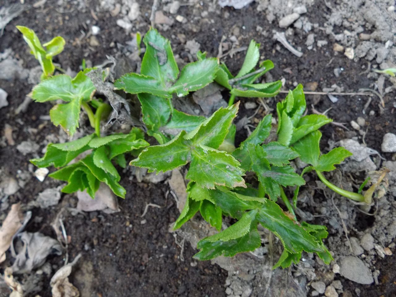 雪解けは早くても植物ごよみは粛々と例年通りに進行中_c0025115_21191055.jpg