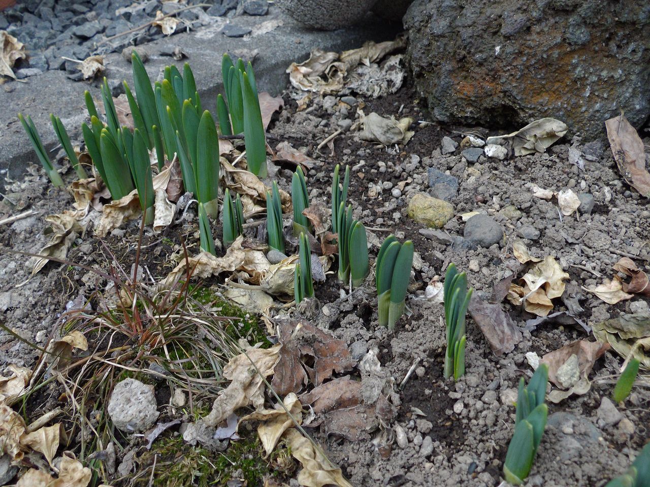 雪解けは早くても植物ごよみは粛々と例年通りに進行中_c0025115_21201949.jpg