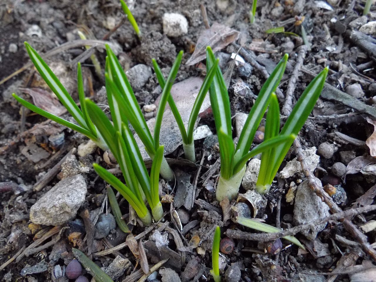 雪解けは早くても植物ごよみは粛々と例年通りに進行中_c0025115_21202292.jpg