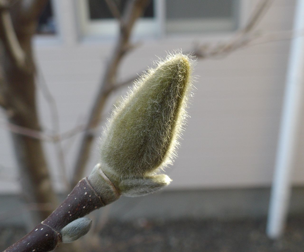 雪解けは早くても植物ごよみは粛々と例年通りに進行中_c0025115_21234653.jpg