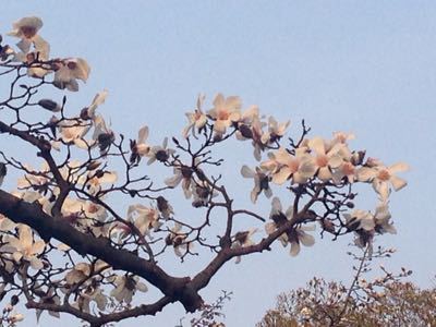 そのまま八幡屋公園へ_a0098418_22343683.jpg