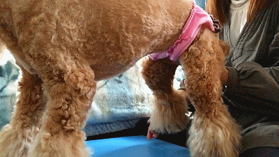 f0326925_22283780.gif