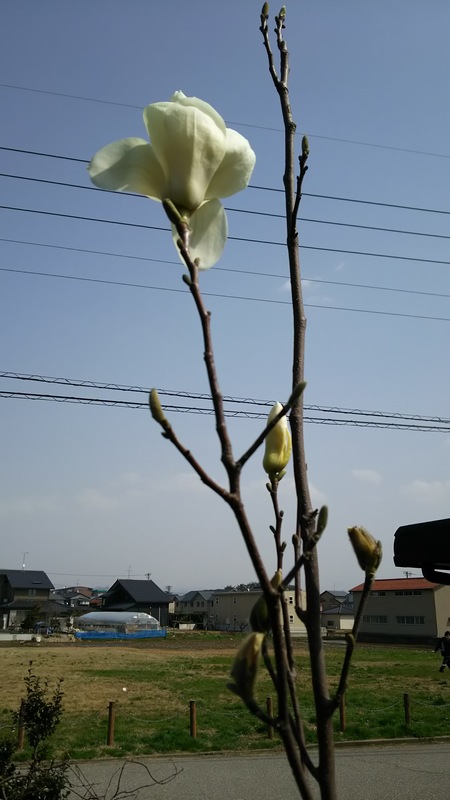 庭の花も春模様_f0114128_16562430.jpg