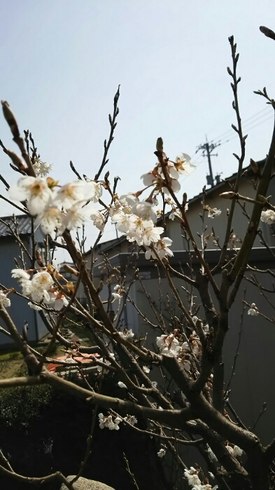庭の花も春模様_f0114128_16572118.jpg