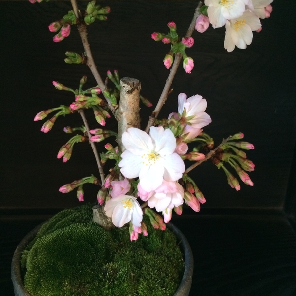桜盆栽の一輪_a0197730_2014511.jpg