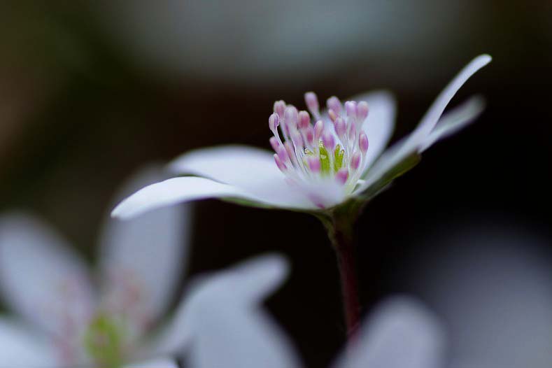 花写　015-0426　雪割草_d0060435_22384599.jpg