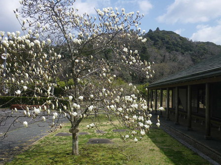 ジャガイモのタネを植えました　　/ 貝がら勉強会_a0123836_14542158.jpg