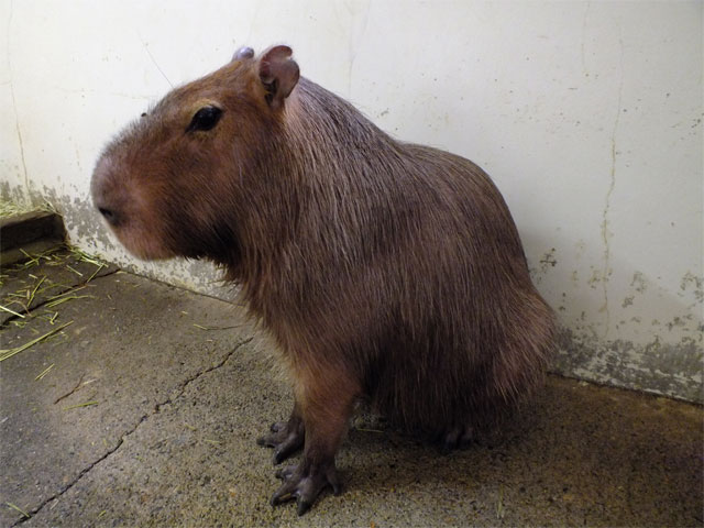 ここは動物ブログのはず…だよね?(;・∀・)_a0179837_19514721.jpg