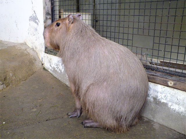 ここは動物ブログのはず…だよね?(;・∀・)_a0179837_19562399.jpg