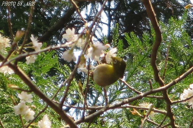 早咲きの桜♫_f0295238_11481398.jpg