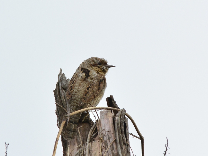 アリスイ（蟻吸）/Eurasian wryneck_b0309841_22524931.jpg