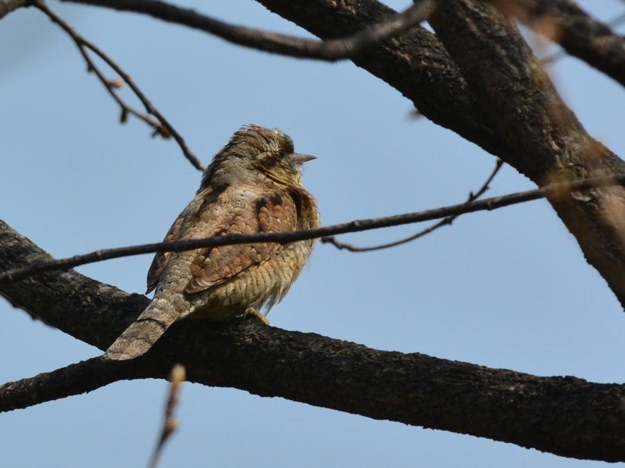 アリスイ（蟻吸）/Eurasian wryneck_b0309841_2252829.jpg