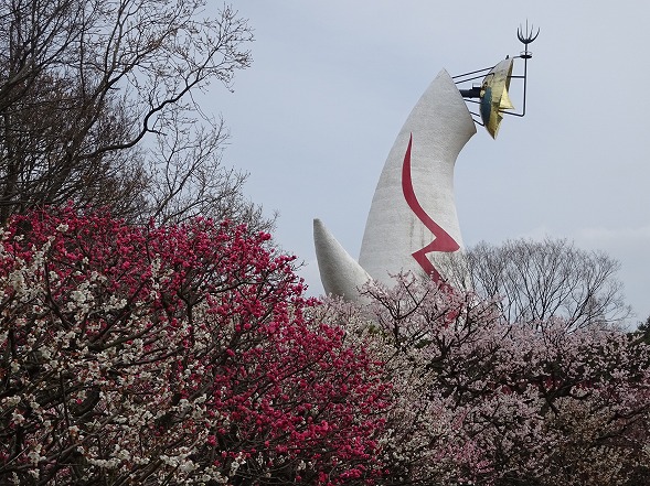 大阪万博記念公園の梅 彩の気まぐれ写真 大阪万博記念公園の梅 彩の気まぐれ写真