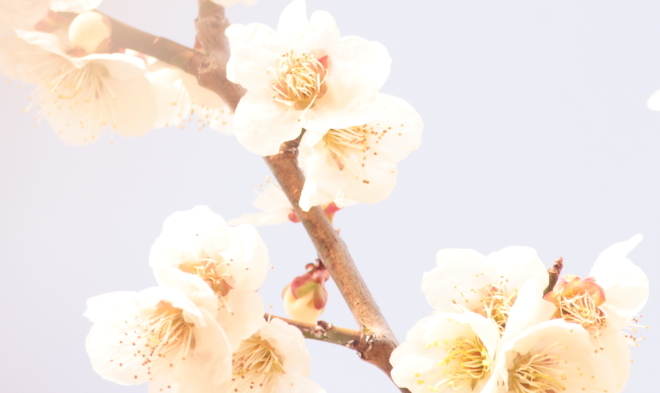 鹿沼 梅の名所(花木センター~錦鯉公園)2015_e0227942_19435198.jpg