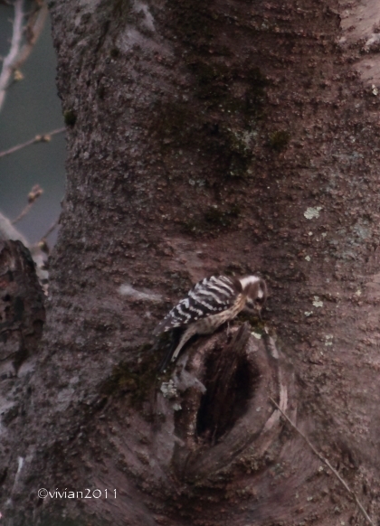 鹿沼 梅の名所(花木センター~錦鯉公園)2015_e0227942_19592894.jpg