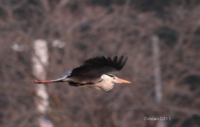 鹿沼 梅の名所(花木センター~錦鯉公園)2015_e0227942_20063666.jpg