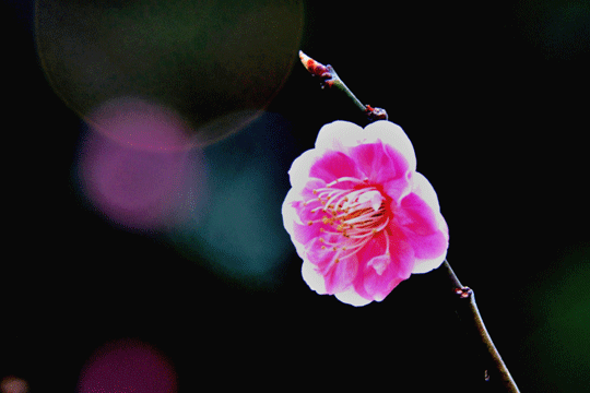 c0093046_185054100.gif
