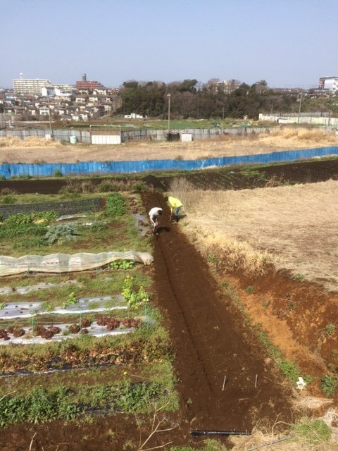 蚕豆の倒れ防止紐を付け　インカの目覚めの畝作り　開始しました_c0222448_16062747.jpg