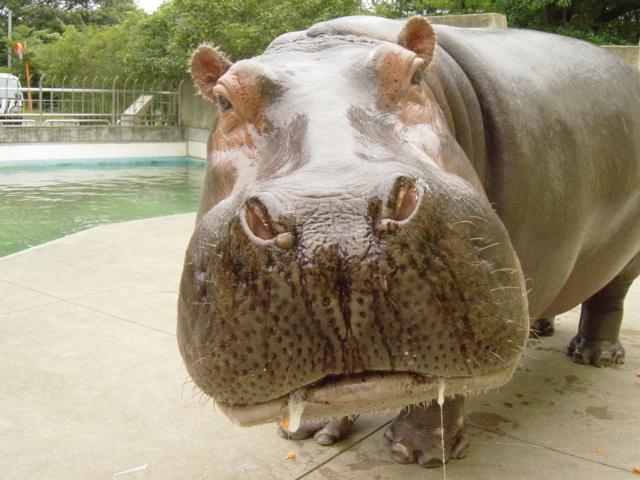福岡市動物園にカバ登場 能古島の歩き方 今日の島暮らし 福岡市動物園にカバ登場 能古島の歩き方 今日の島暮らし