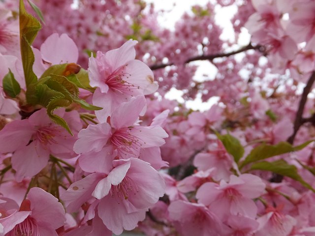 *河津桜*橋本公園_a0226059_053720.jpg