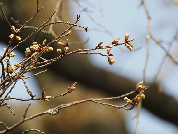 2015.3.22　大窪橋と八勢目鏡橋と金目の大桜の様子_b0123359_20235994.jpg