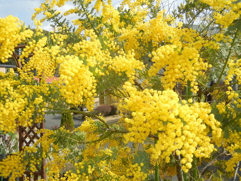 ’１５，３，２２（日）春は黄色がいっぱい！_f0060461_10491573.jpg