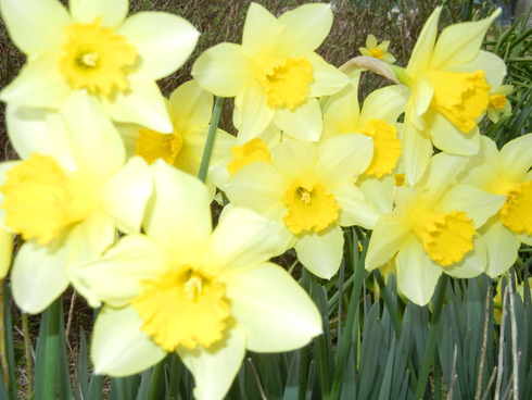 ’１５，３，２２（日）春は黄色がいっぱい！_f0060461_10503581.jpg