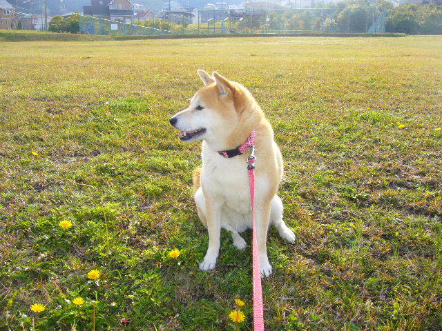 ’15,3,22(日)春は黄色がいっぱい!_f0060461_113288.jpg