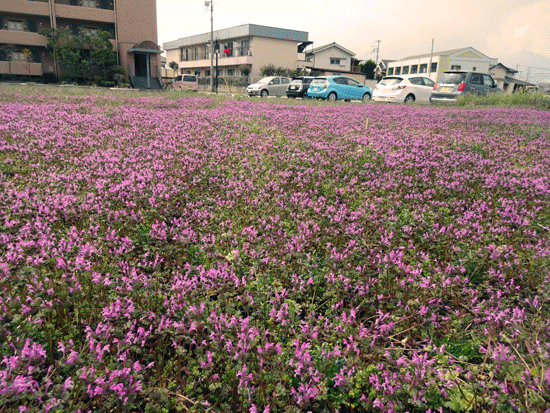 「中央市の家」地鎮祭_d0078471_10163714.gif