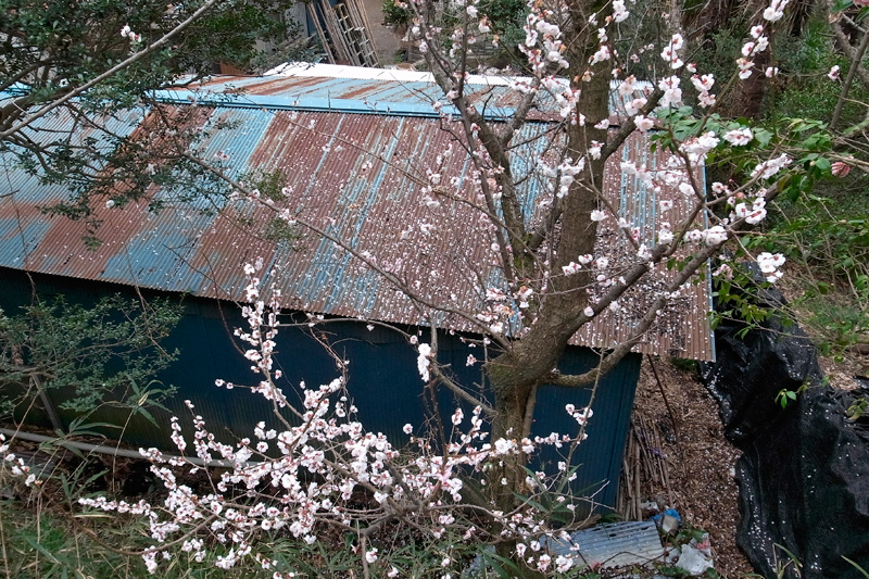 関屋の切通・春-2 2015年3月20日_d0123571_23193627.jpg