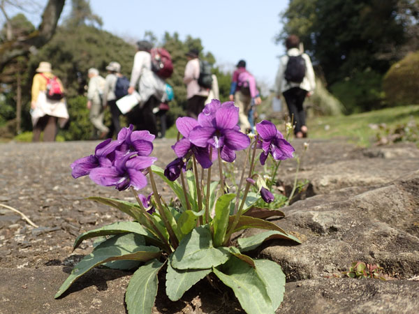 早春の植物園_e0167571_2344346.jpg