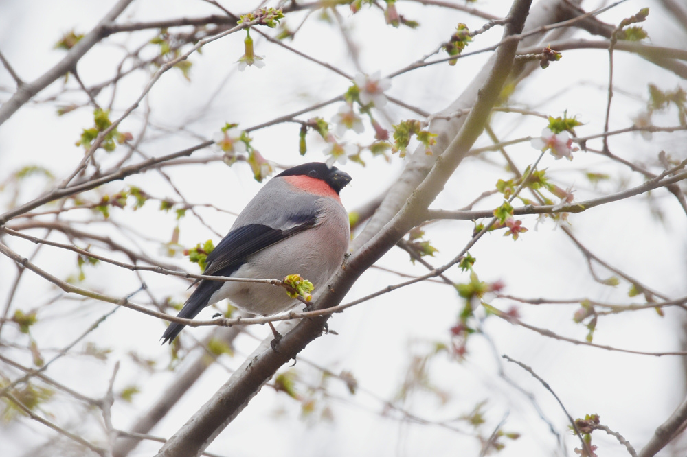山桜にアカウソ_f0053272_12102418.jpg