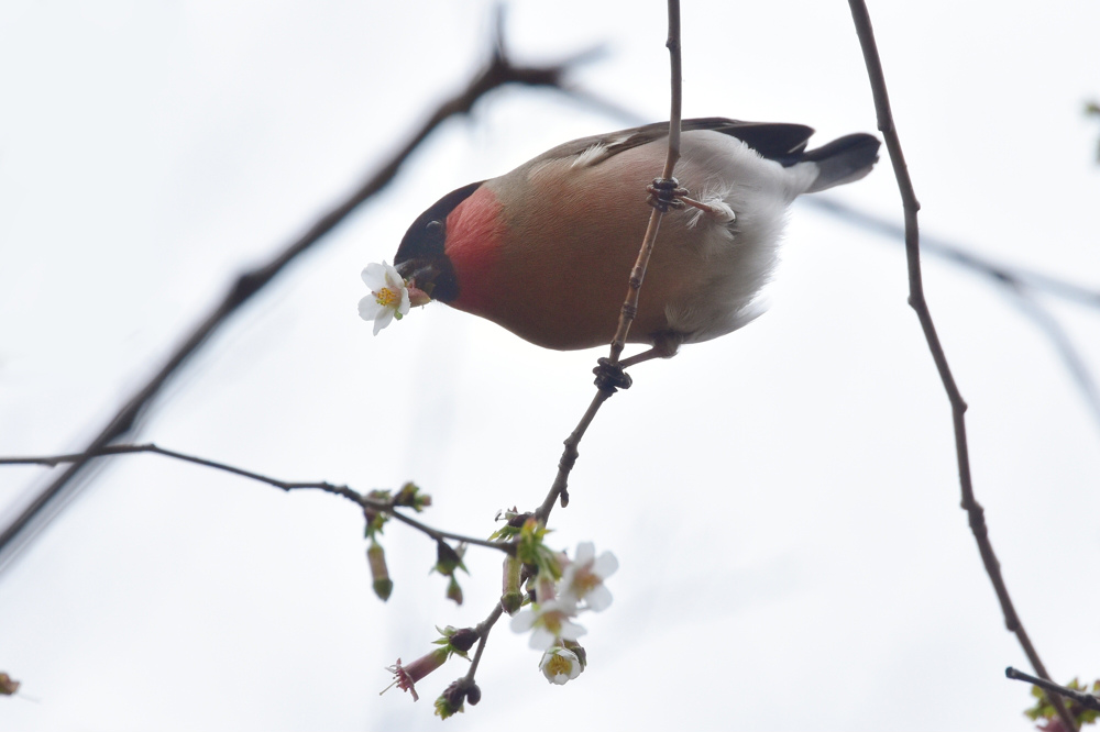 山桜にアカウソ_f0053272_129425.jpg