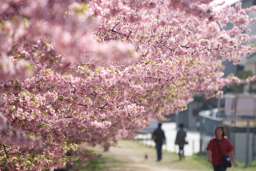 出遅れ河津桜(;^ω^)_b0120679_20552802.jpg