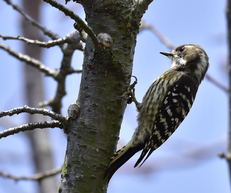 2015年３月　野鳥_c0176183_21132772.jpg