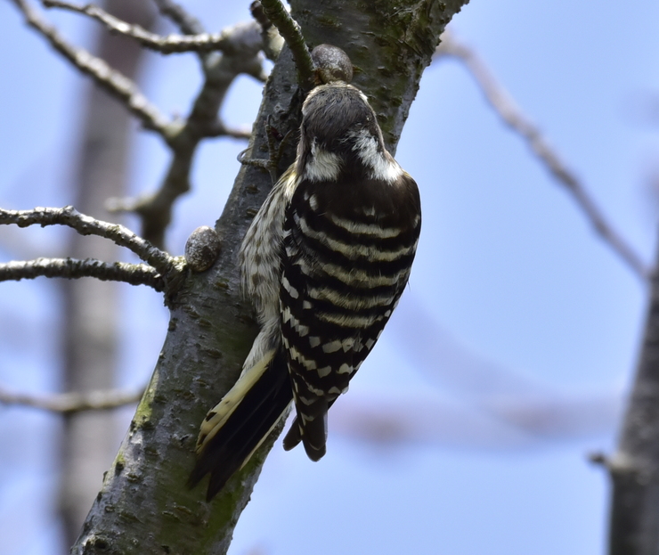 2015年３月　野鳥_c0176183_2114950.jpg