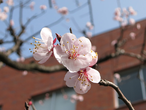 モンサンミシェル＋大潮、つぼみ桜散歩_f0176688_13542550.jpg