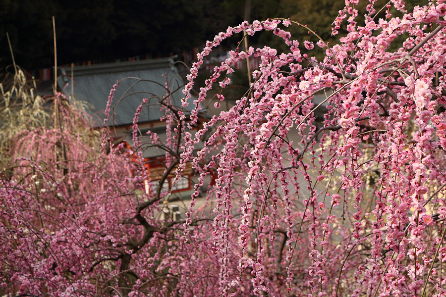 15.03.15：大縣神社で枝垂れ梅散策４－完_c0007190_18298100.jpg